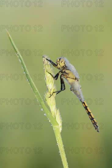 Black-tailed Skimmer (Orthetrum cancellatum), female with dewdrops, North Rhine-Westphalia, Germany