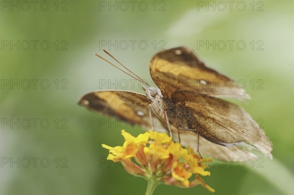 Malaysian leaf butterfly or Indian leaf butterfly (Kallima paralekta), captive, occurrence in Asia