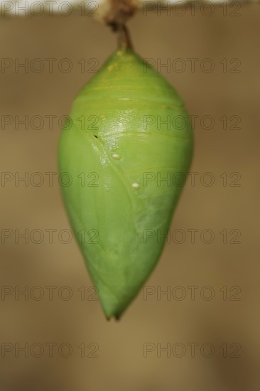 Peleides Blue Morpho or sky moth (Morpho peleides), pupa, captive, occurrence in Central and South America