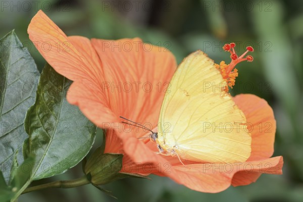 Butterfly Common Emigrant or Lemon Emigrant (Catopsilia pomona) on a Chinese hibiscus (Hibiscus rosa-sinensis) flower, captive