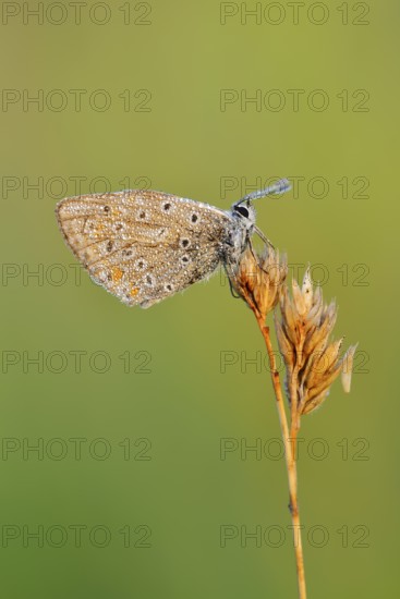 Blue butterfly (Polyommatus icarus) with dewdrops, North Rhine-Westphalia, Germany