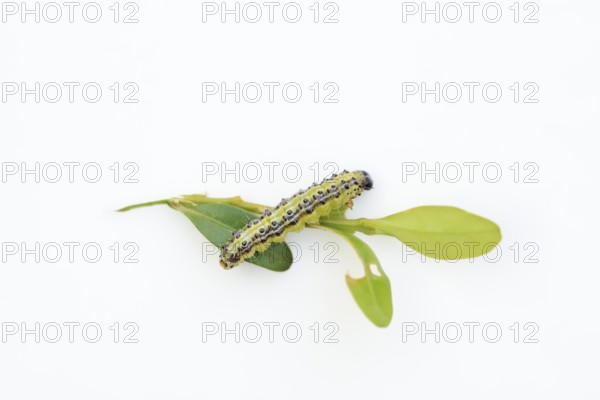 Box tree moth (Cydalima perspectalis), caterpillar eating leaves of box tree (Buxus sempervirens) on white background, North Rhine-Westphalia, Germany