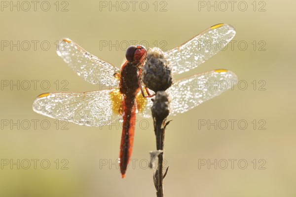 Scarlet Dragonfly (Crocothemis erythraea), male with dewdrops in backlight, North Rhine-Westphalia, Germany