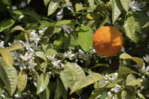 Orange tree (Citrus sinensis), blossoms and fruit on the tree, Algarve, Portugal