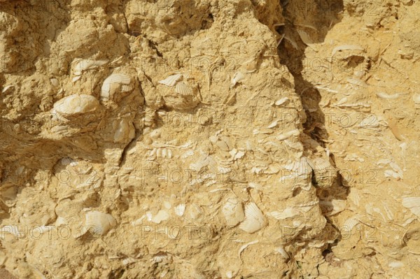 Fossil mussel shells in rocks on the coast, Algarve, Portugal