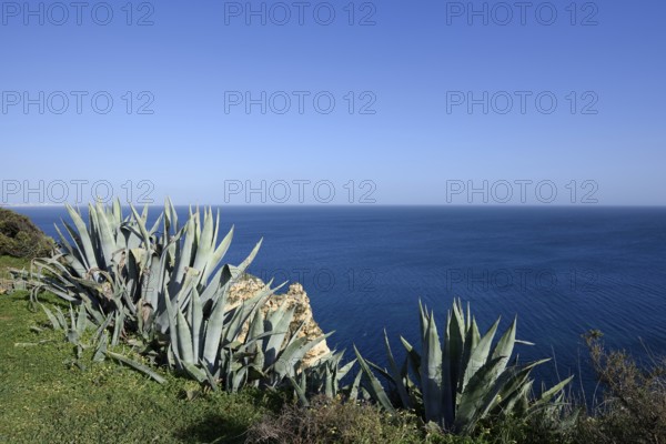 Century plant (Agave americana) on the coast, Algarve, Portugal
