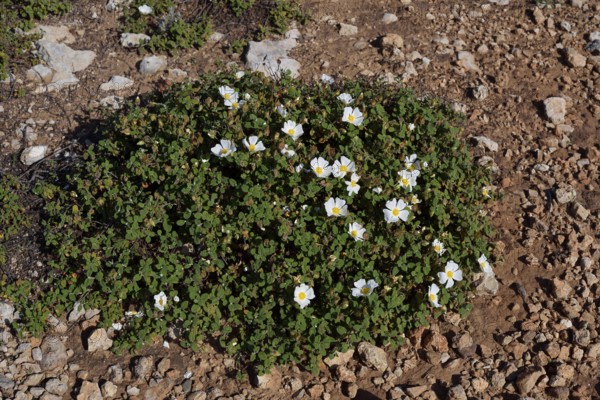 Cistus salvifolius (Cistus salviifolius), flowering, Algarve Portugal