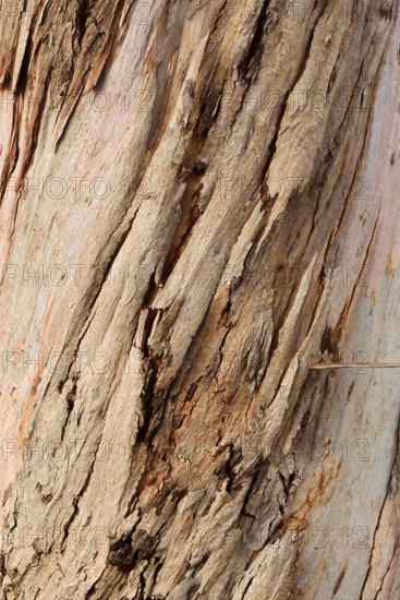 Tasmanian blue gum or common fever tree (Eucalyptus globulus), bark detail, Algarve, Portugal, native to Australia