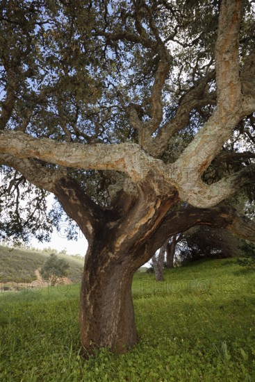 Cork oak (Quercus suber), Algarve, Portugal