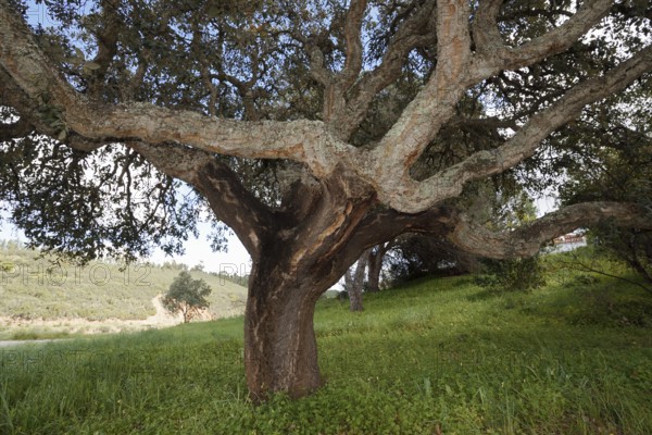 Cork oak (Quercus suber), Algarve, Portugal