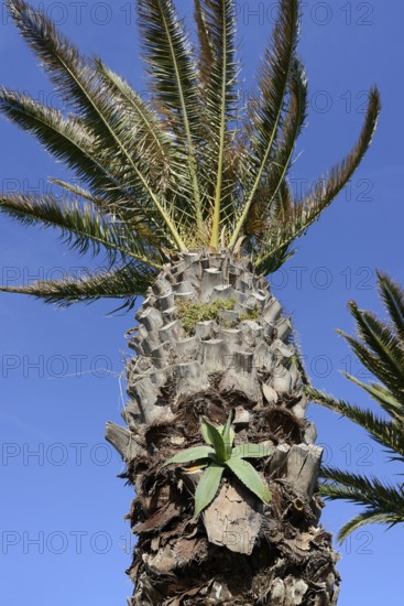 Century plant (Agave americana) growing on the trunk of a Canary Island date palm (Phoenix canariensis), Algarve, Portugal