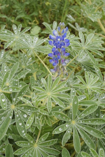 Lupine (Lupinus cosentinii), inflorescence and leaves with water droplets, Algarve, Portugal