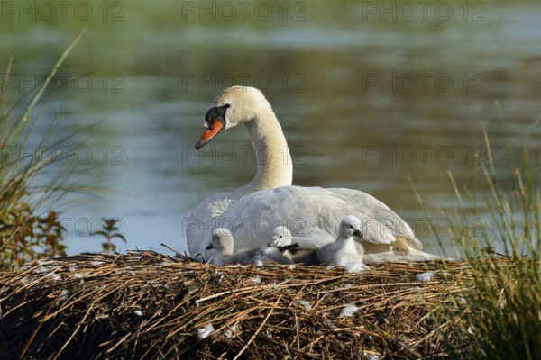Mute swan (Cygnus olor) with chicks on the nest, North Rhine-Westphalia, Germany