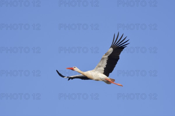 White stork (Ciconia ciconia), flying, Algarve, Portugal