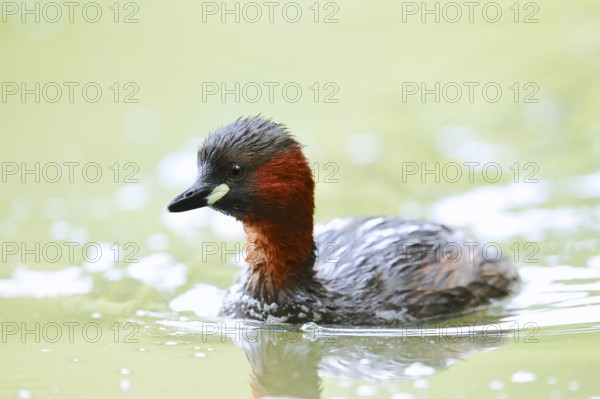 Little grebe (Tachybaptus ruficollis), North Rhine-Westphalia, Germany