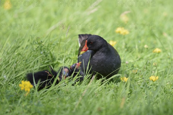 Water rail or moorhen (Gallinula chloropus) with chicks in a meadow, North Rhine-Westphalia, Germany