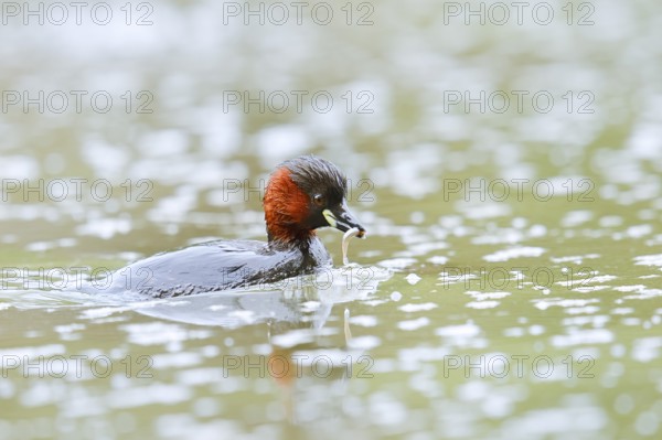 Little grebe (Tachybaptus ruficollis) with preyed fish, North Rhine-Westphalia, Germany