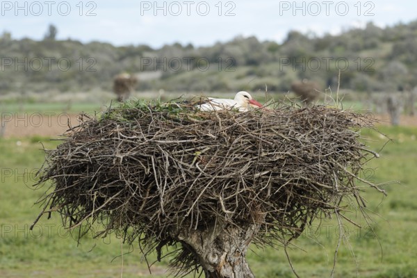 White stork (Ciconia ciconia) breeding on the nest, Algarve, Portugal