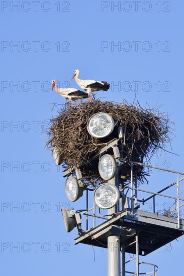 White stork (Ciconia ciconia), pair in the nest on a floodlight mast, Algarve, Portugal
