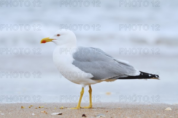 Mediterranean gull (Larus michahellis) on the beach, Algarve, Portugal