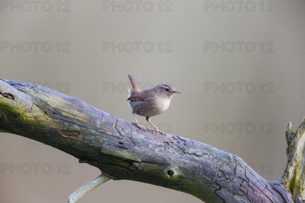 Wren (troglodytes troglodytes) Germany