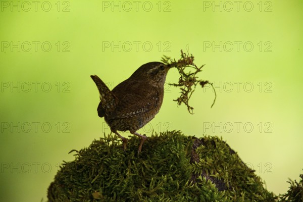 Wren (troglodytes troglodytes) building a nest Germany