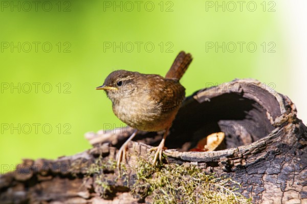 Wren (troglodytes troglodytes) juven. Germany