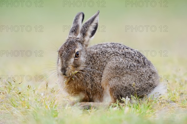 European hare (Lepus europaeus), young animal sitting in a meadow, North Rhine-Westphalia, Germany