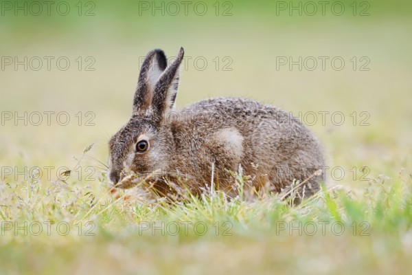 European hare (Lepus europaeus), young animal sitting in a meadow and eating grasses, North Rhine-Westphalia, Germany