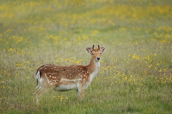 Fallow deer (Dama dama), fallow deer with velvet antlers standing in a flower meadow in spring, Zeeland, Netherlands