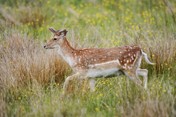 Fallow deer (Dama dama), fallow deer with velvet antlers in spring, Zeeland, Netherlands