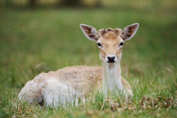 Fallow deer (Dama dama), fallow deer, Zeeland, Netherlands