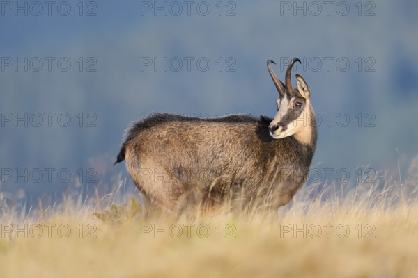 Chamois (Rupicapra rupicapra) in autumn, Vosges, France