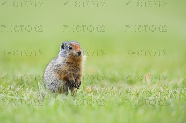 Columbia ground squirrel (Urocitellus columbianus, Spermophilus columbianus), juvenile, Waterton Lakes National Park, Alberta, Canada