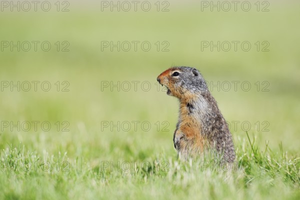 Columbia ground squirrel (Urocitellus columbianus, Spermophilus columbianus) sitting upright in a meadow and calling, Waterton Lakes National Park, Alberta, Canada