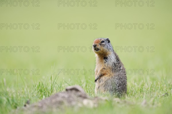 Columbia ground squirrel (Urocitellus columbianus, Spermophilus columbianus) sitting upright in a meadow, Waterton Lakes National Park, Alberta, Canada