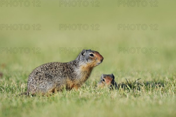 Columbia ground squirrel (Urocitellus columbianus, Spermophilus columbianus) with young at the burrow, Waterton Lakes National Park, Alberta, Canada
