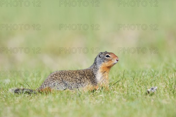 Columbia ground squirrel (Urocitellus columbianus, Spermophilus columbianus), Jasper National Park, Alberta, Canada