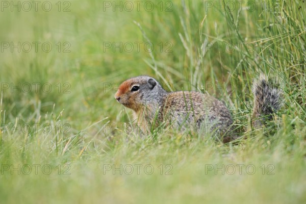 Columbia ground squirrel (Urocitellus columbianus, Spermophilus columbianus), juvenile, Banff National Park, Alberta, Canada