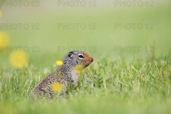 Columbia ground squirrel (Urocitellus columbianus, Spermophilus columbianus), Yoho National Park, British Columbia, Canada