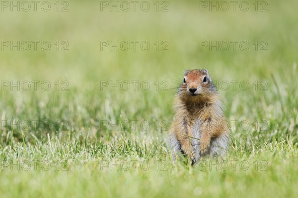 Columbia ground squirrel (Urocitellus columbianus, Spermophilus columbianus), juvenile sitting upright in a meadow, Waterton Lakes National Park, Alberta, Canada