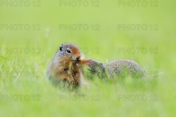 Columbia ground squirrel (Urocitellus columbianus, Spermophilus columbianus), young animals sniffing each other, Waterton Lakes National Park, Alberta, Canada