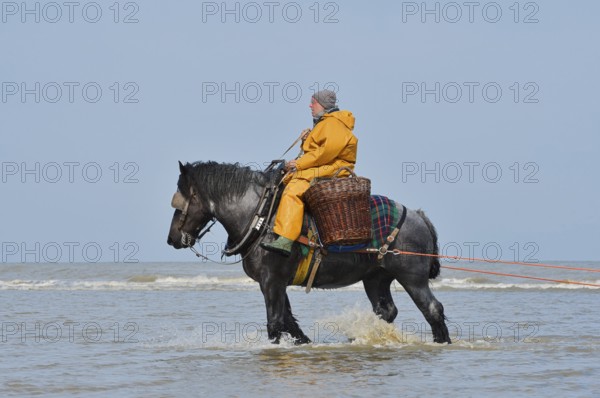 Crab fishermen on horseback prawn fishing, Oostduinkerke, Koksijde, West Flanders, Flanders, Belgium