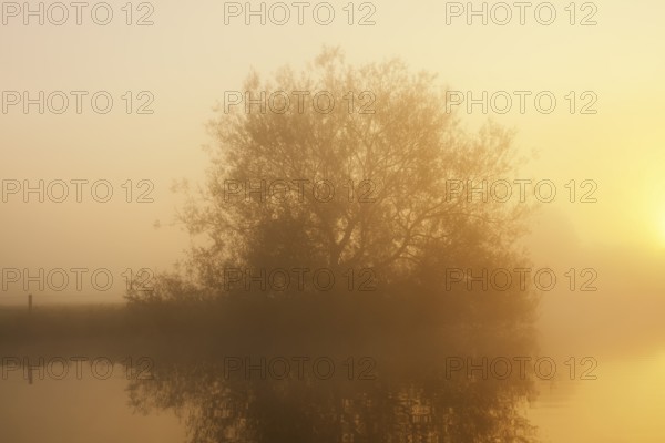 Silver willow (Salix alba) in the morning mist on the river Lippe at sunrise, North Rhine-Westphalia, Germany