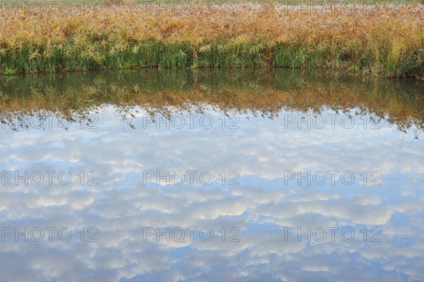 Clouds reflected in a pond with reeds (Phragmites australis, Phragmites communis) in autumn, North Rhine-Westphalia, Germany