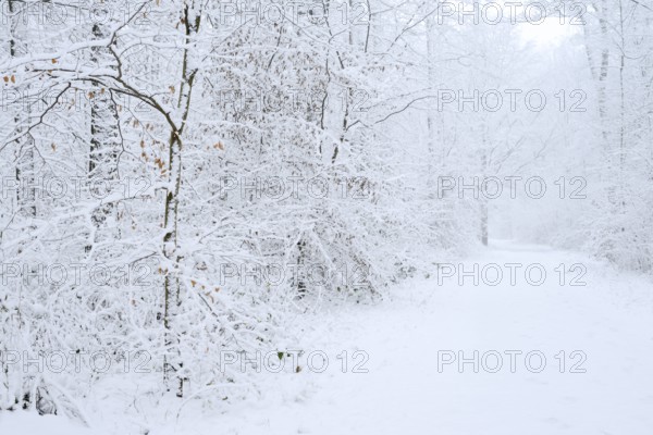 Snowy trail through deciduous forest in winter, North Rhine-Westphalia, Germany