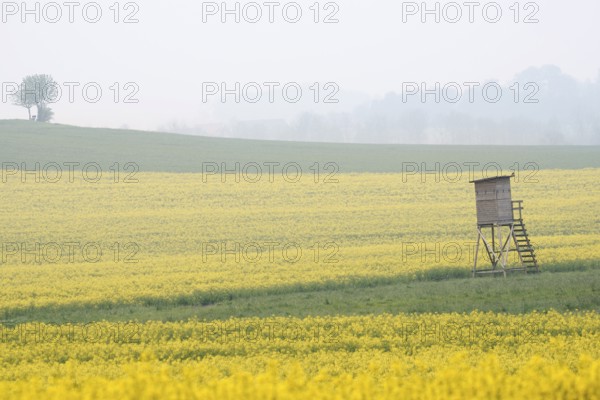 High seat and flowering rape field (Brassica napus) in spring, North Rhine-Westphalia, Germany