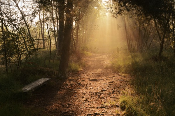 Forest path and bench in morning fog with sunbeams, Venner Moor, North Rhine-Westphalia, Germany