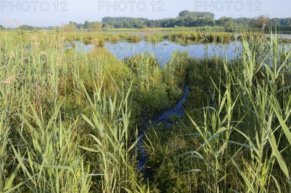 Pond with reeds in spring, North Rhine-Westphalia, Germany