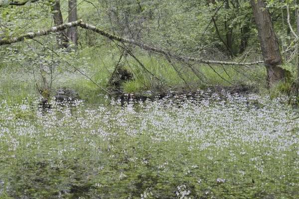 Flowering European water feather or water primrose (Hottonia palustris) in a pond, North Rhine-Westphalia, Germany
